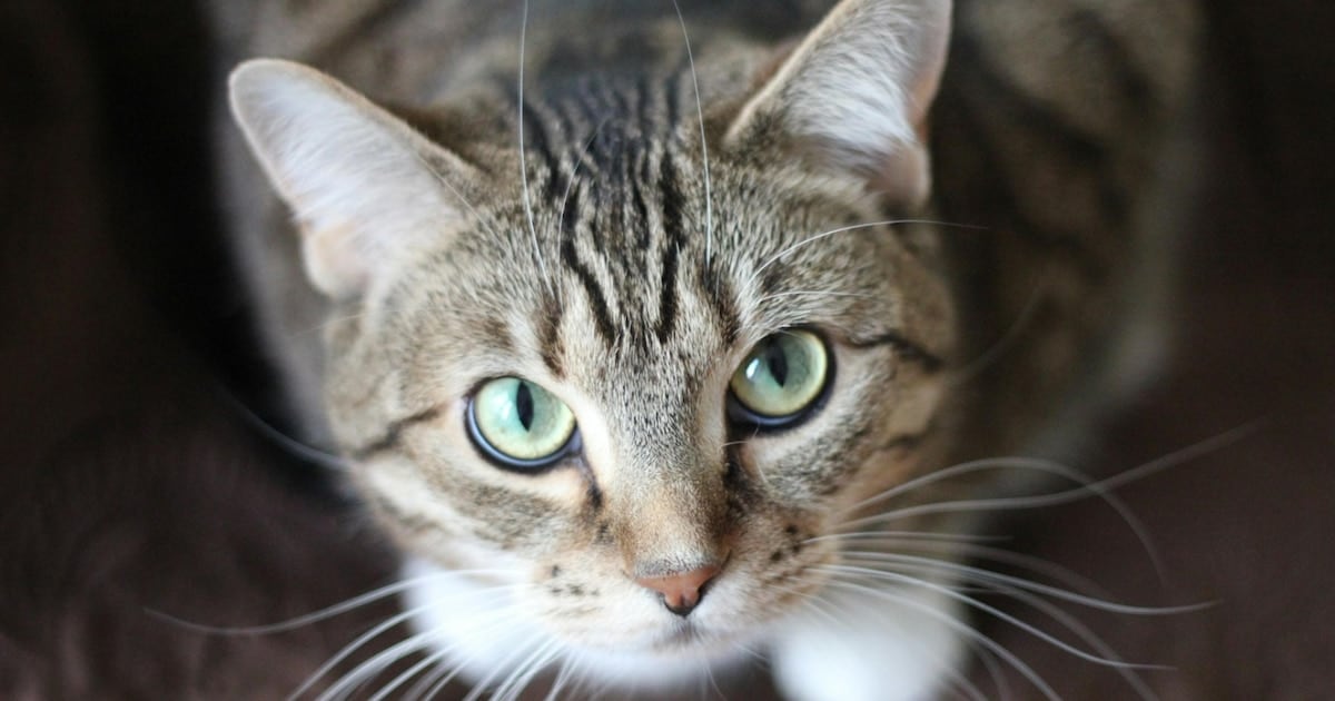 El vecino que cuida a su gato como un hijo y la pregunta que nadie le había hecho: ¿le puede pasar algo a la familia?
