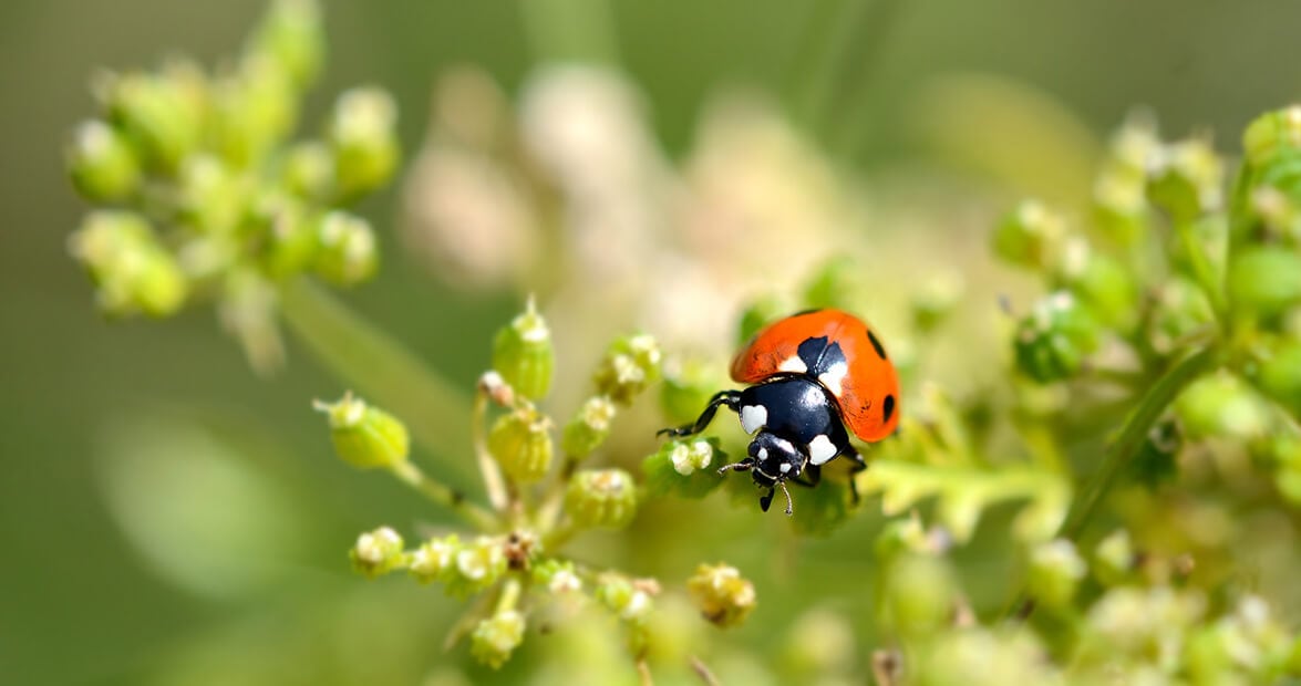 Cuando el jardín pide pelea: recetas de la huerta familiar para ahuyentar plagas sin química