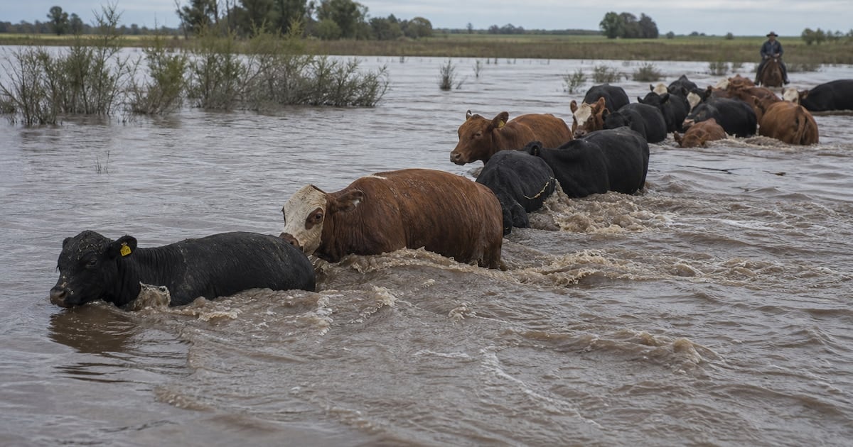 La bajante de oferta ganadera en Corrientes ya se siente en Cañuelas y suma presión a un mercado mundial que ajusta