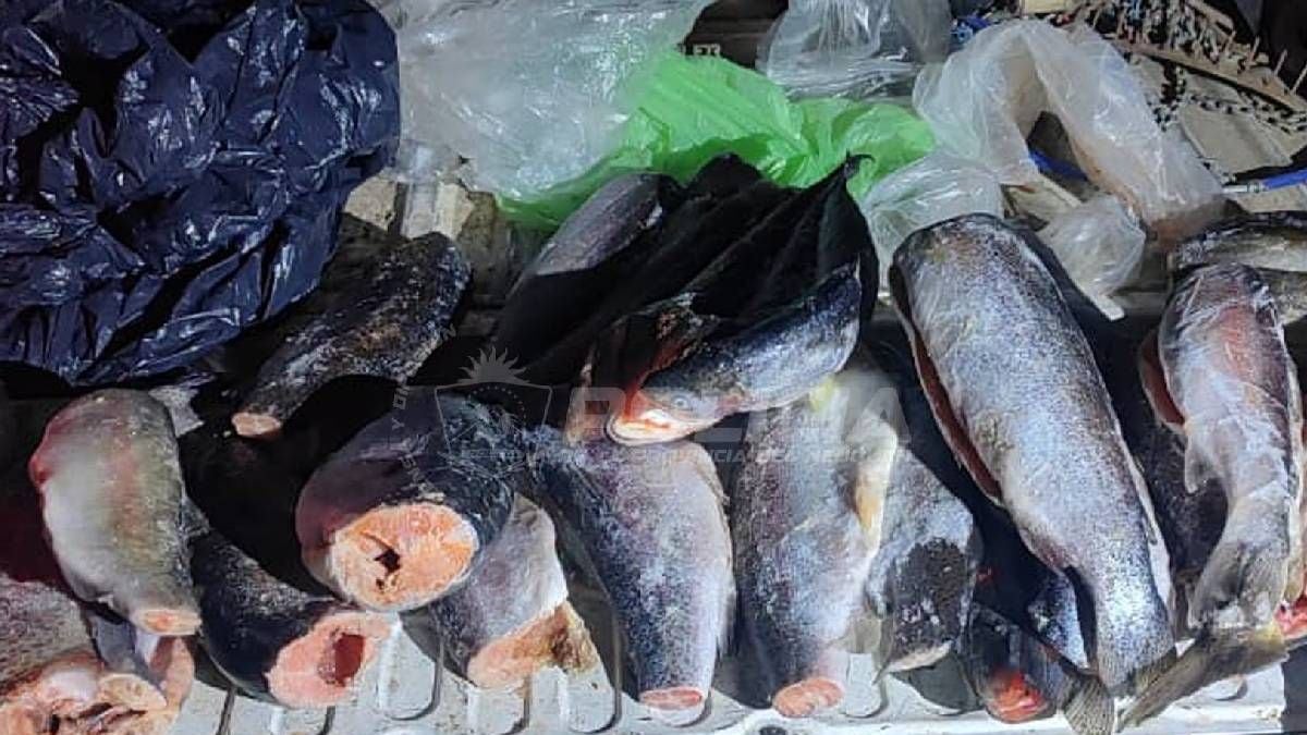 Pescadores en alerta: en dos embalses neuquinos la veda se termina el 31 de octubre y las multas caen por la vigilancia en la ruta 237