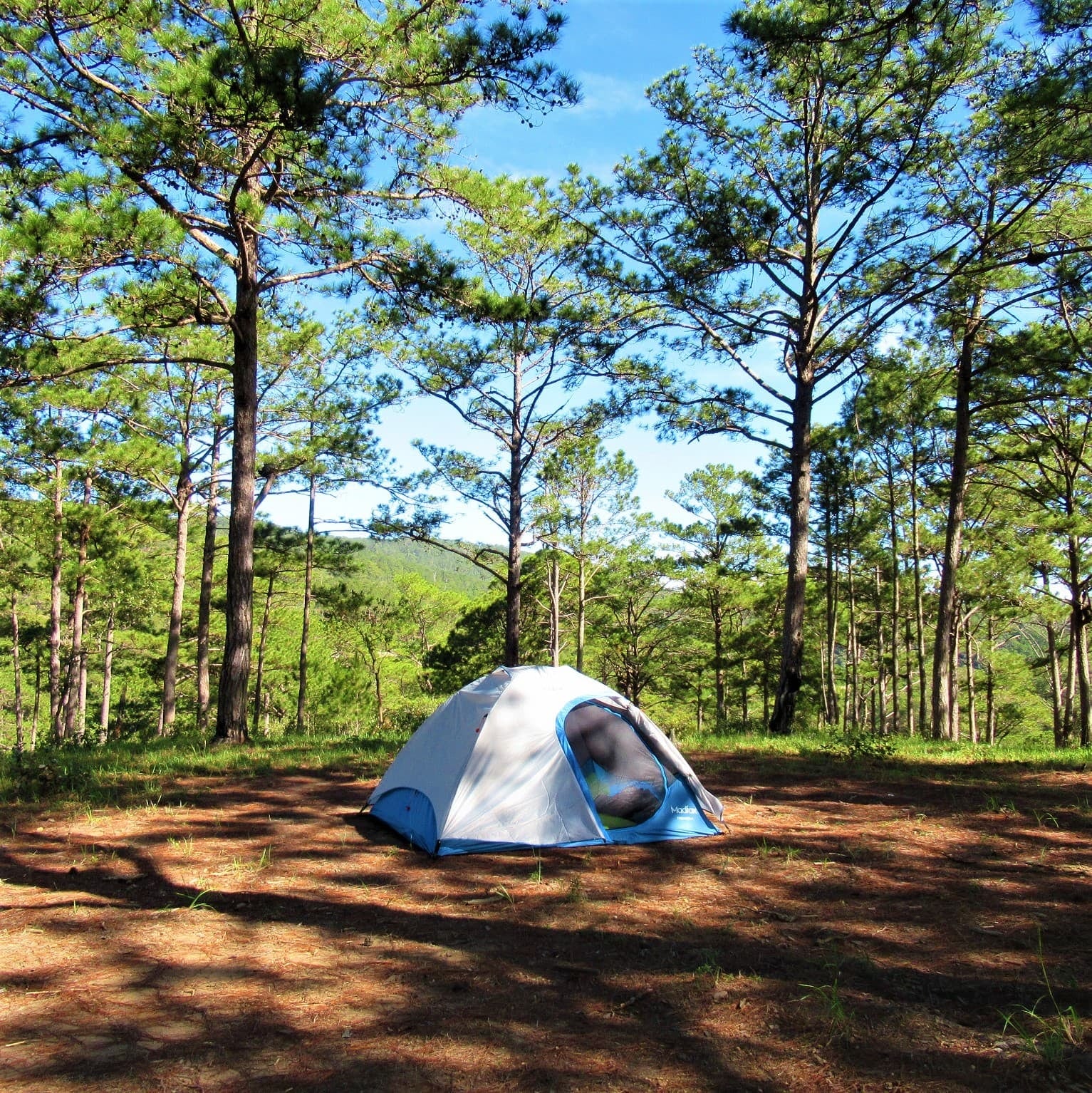 Un bosque de pinos, el mar y camping: Huttopia llega a Mar Azul